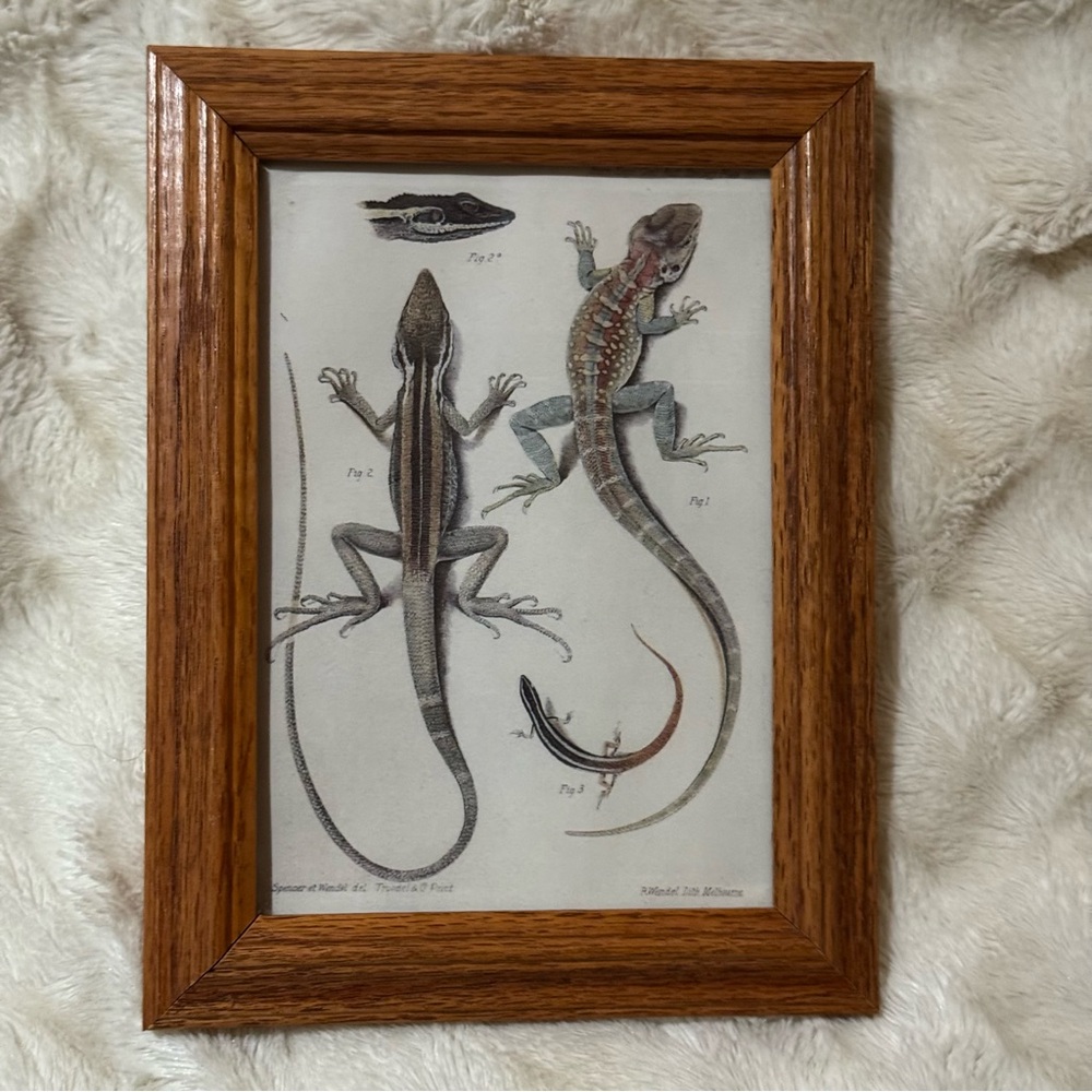 Reptile Illustration Framed Art